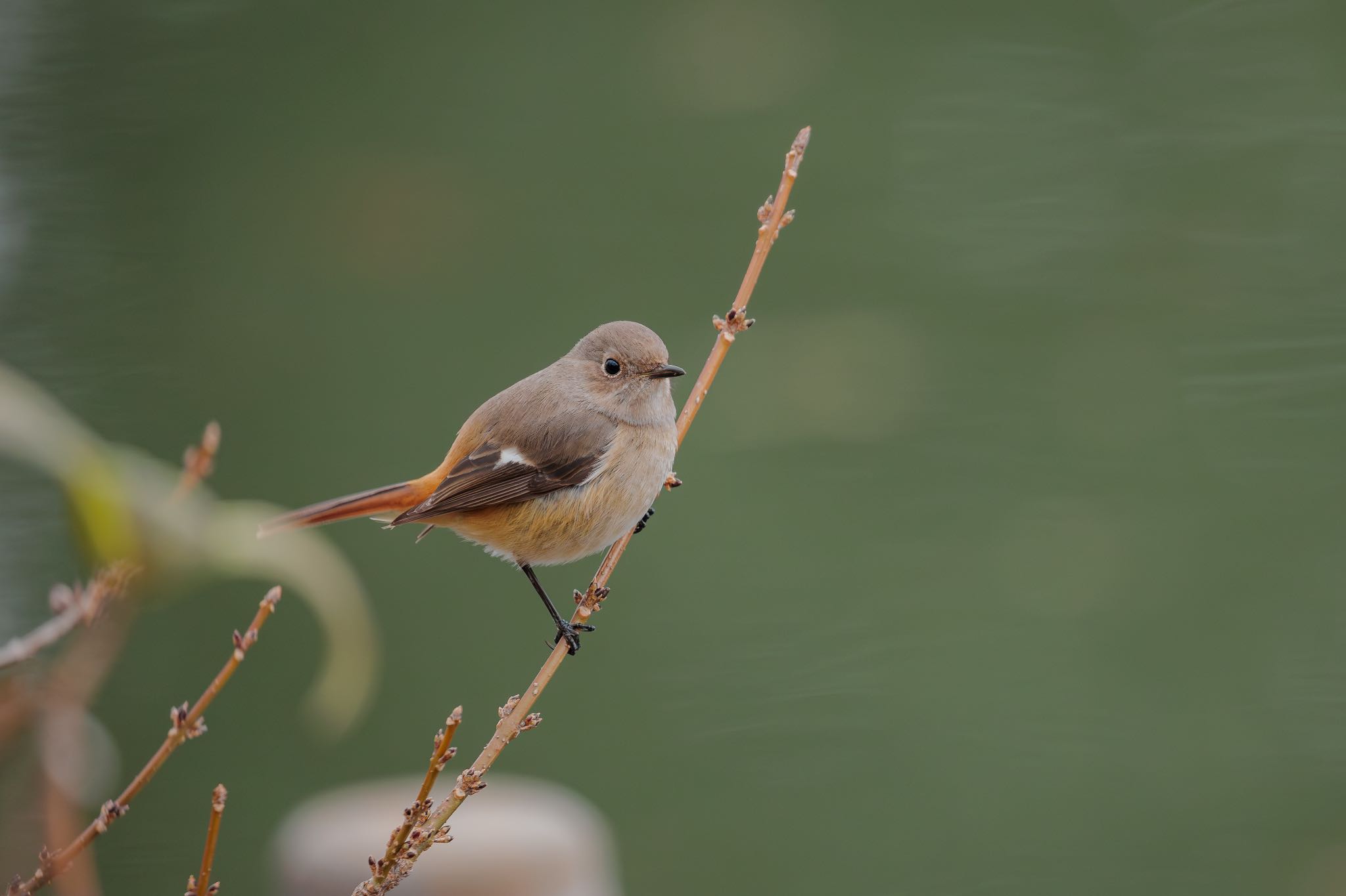 Daurian Redstart