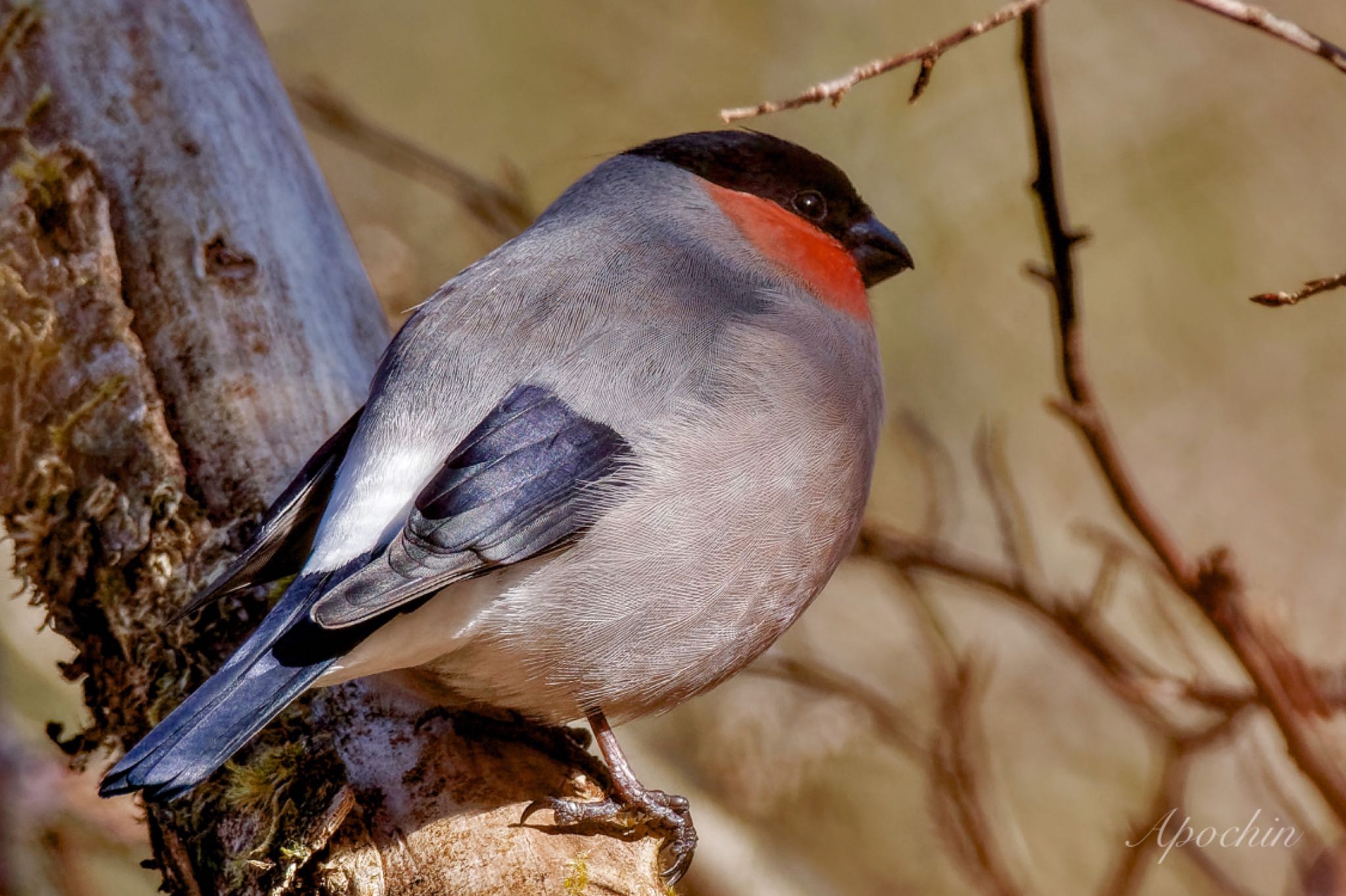 Eurasian Bullfinch