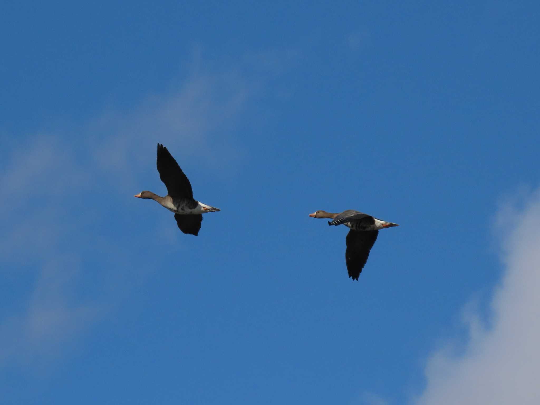 Greater White-fronted Goose