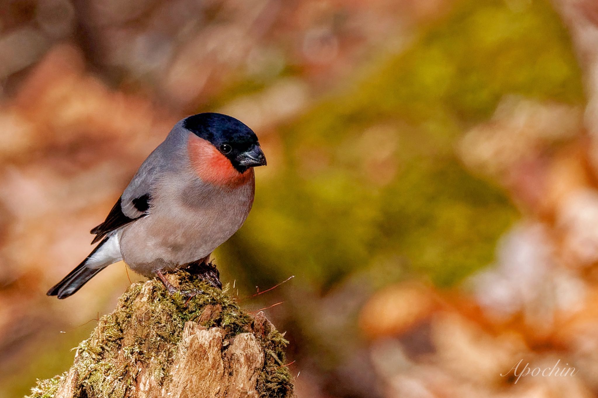 Eurasian Bullfinch