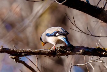 2024年1月29日(月) 軽井沢野鳥の森の野鳥観察記録