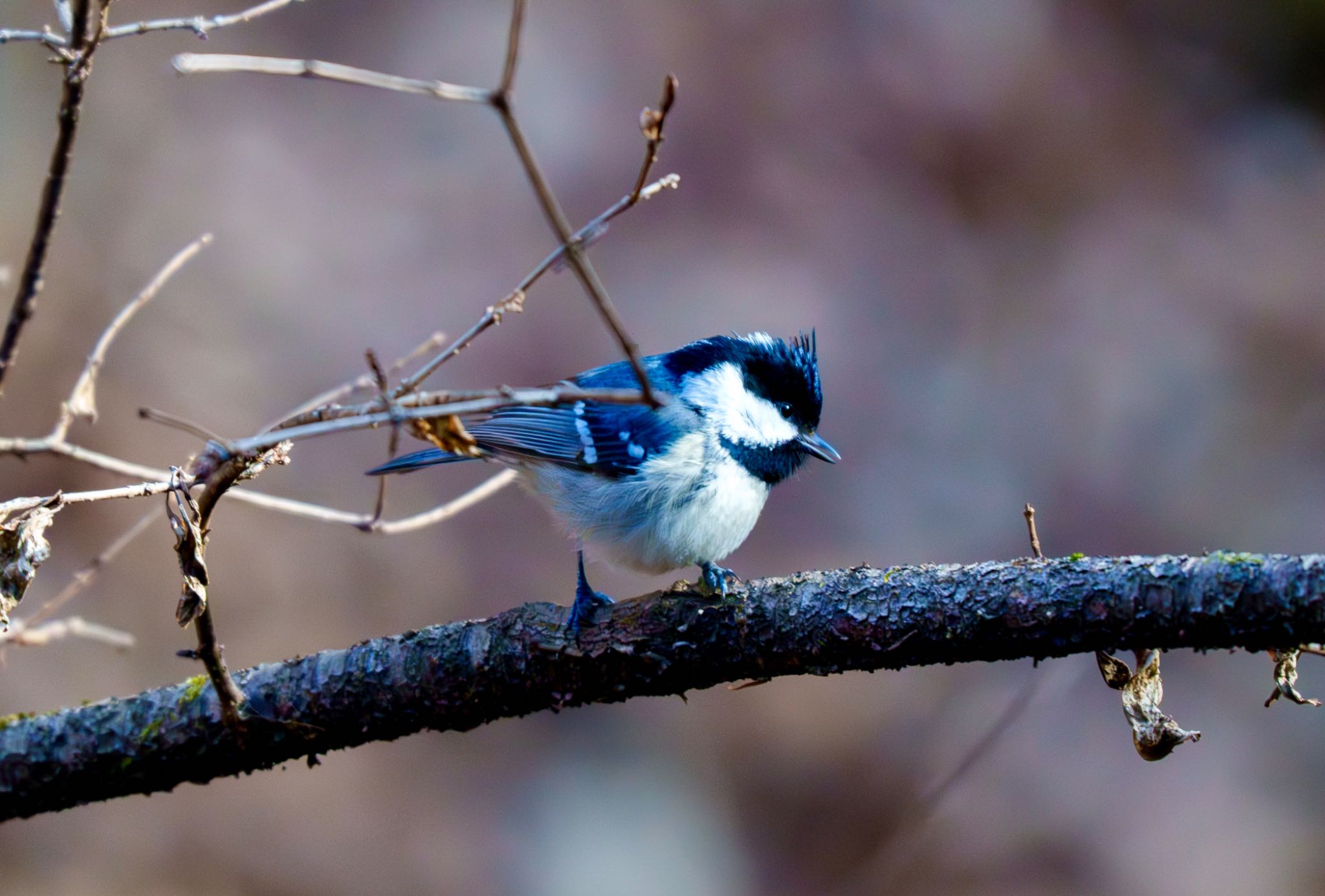 Coal Tit