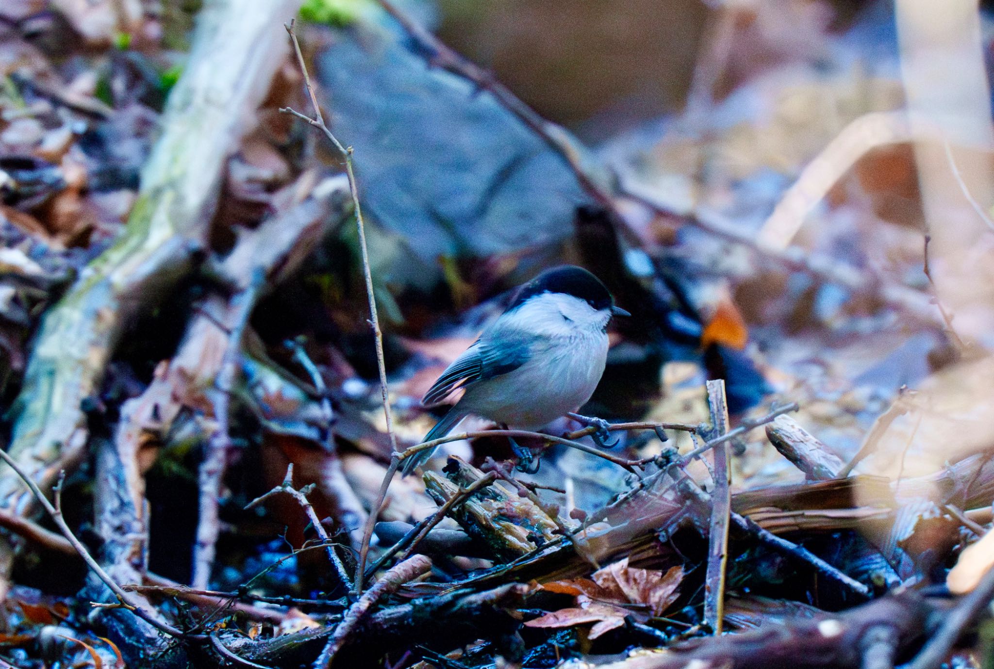 Willow Tit