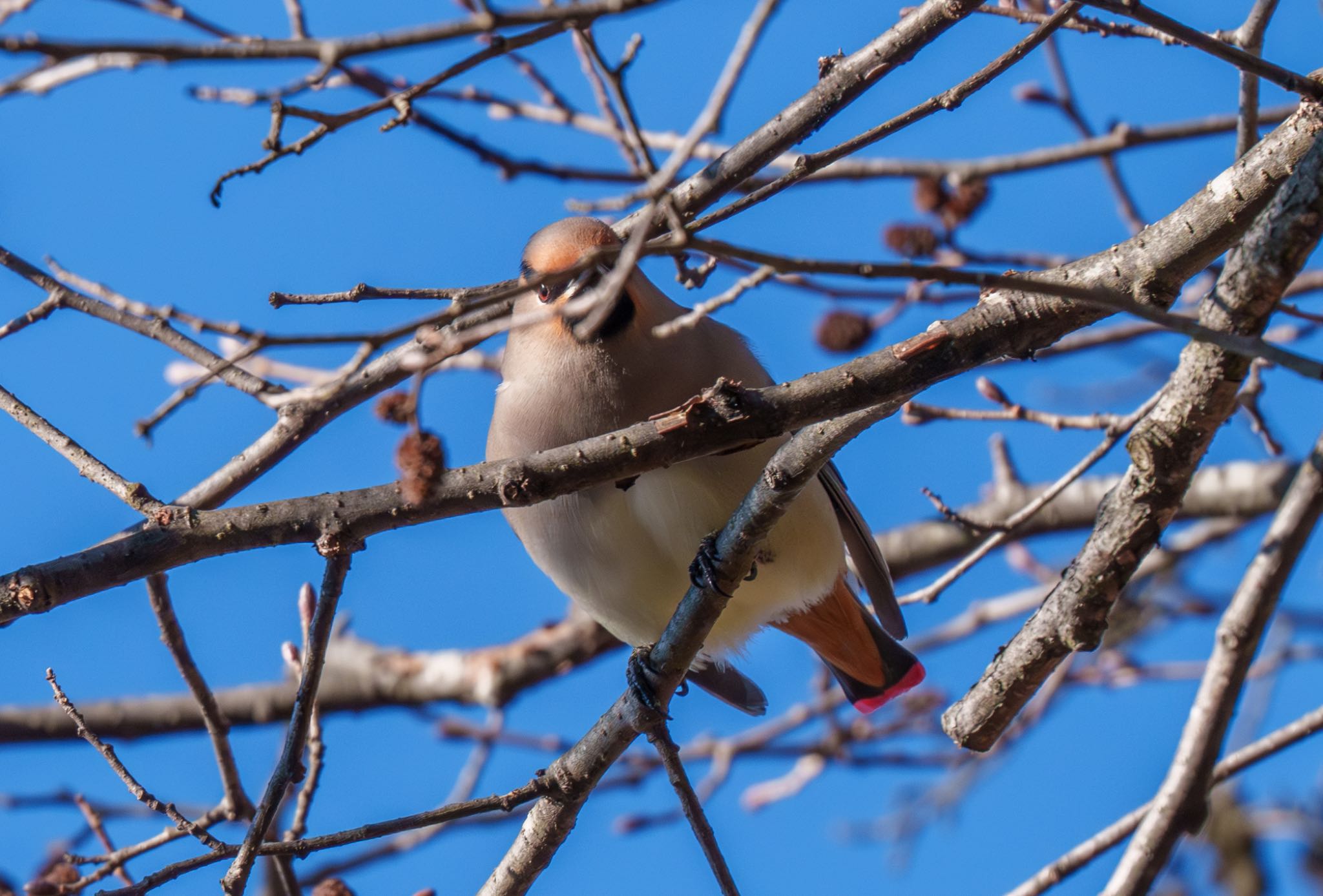 Japanese Waxwing