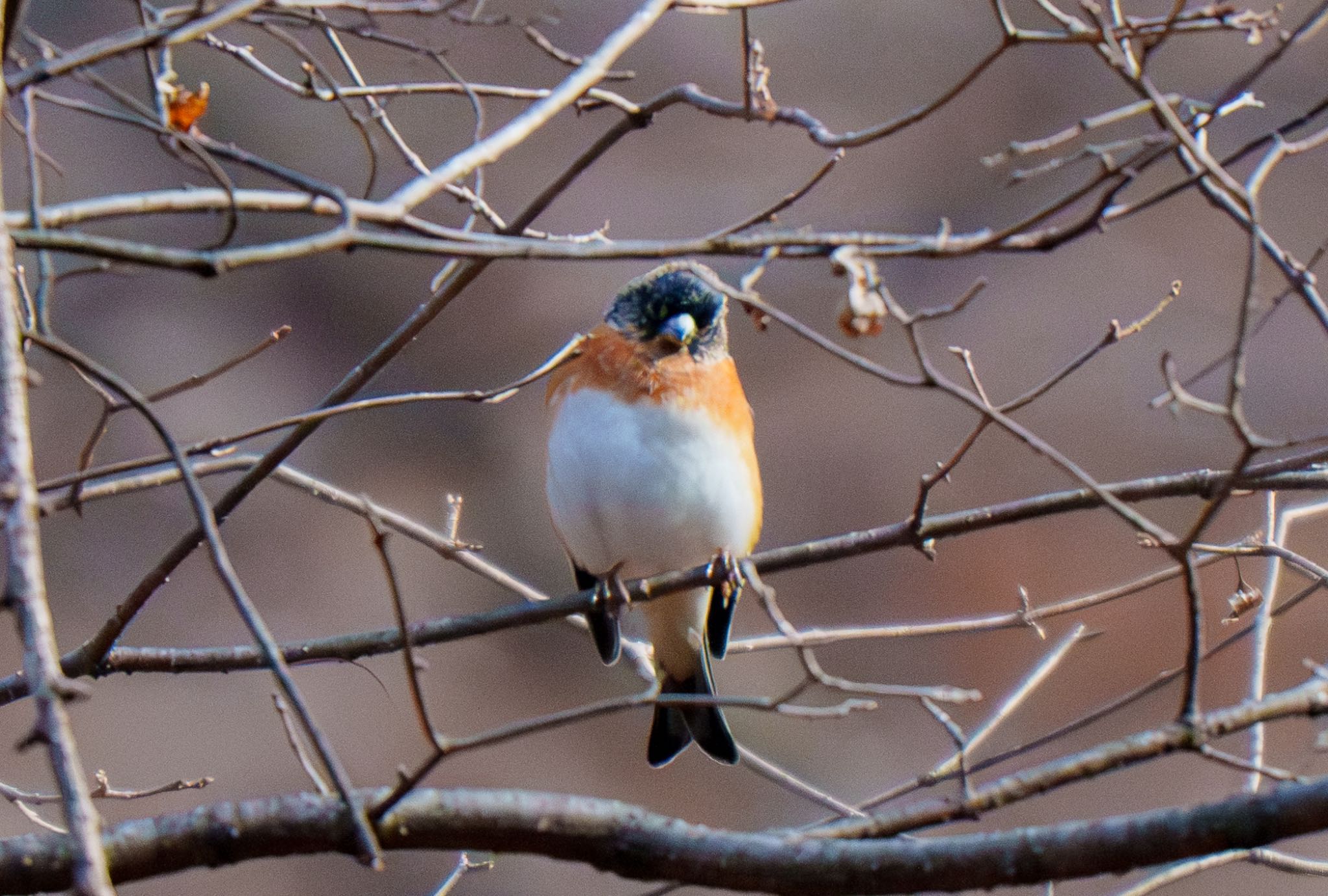 Photo of Brambling at Karuizawa wild bird forest by room335@bell.ocn.ne.jp