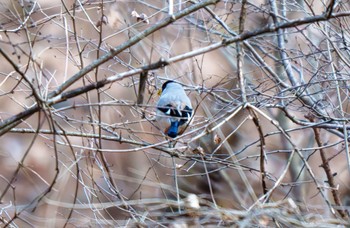 イカル 軽井沢野鳥の森 2024年1月29日(月)