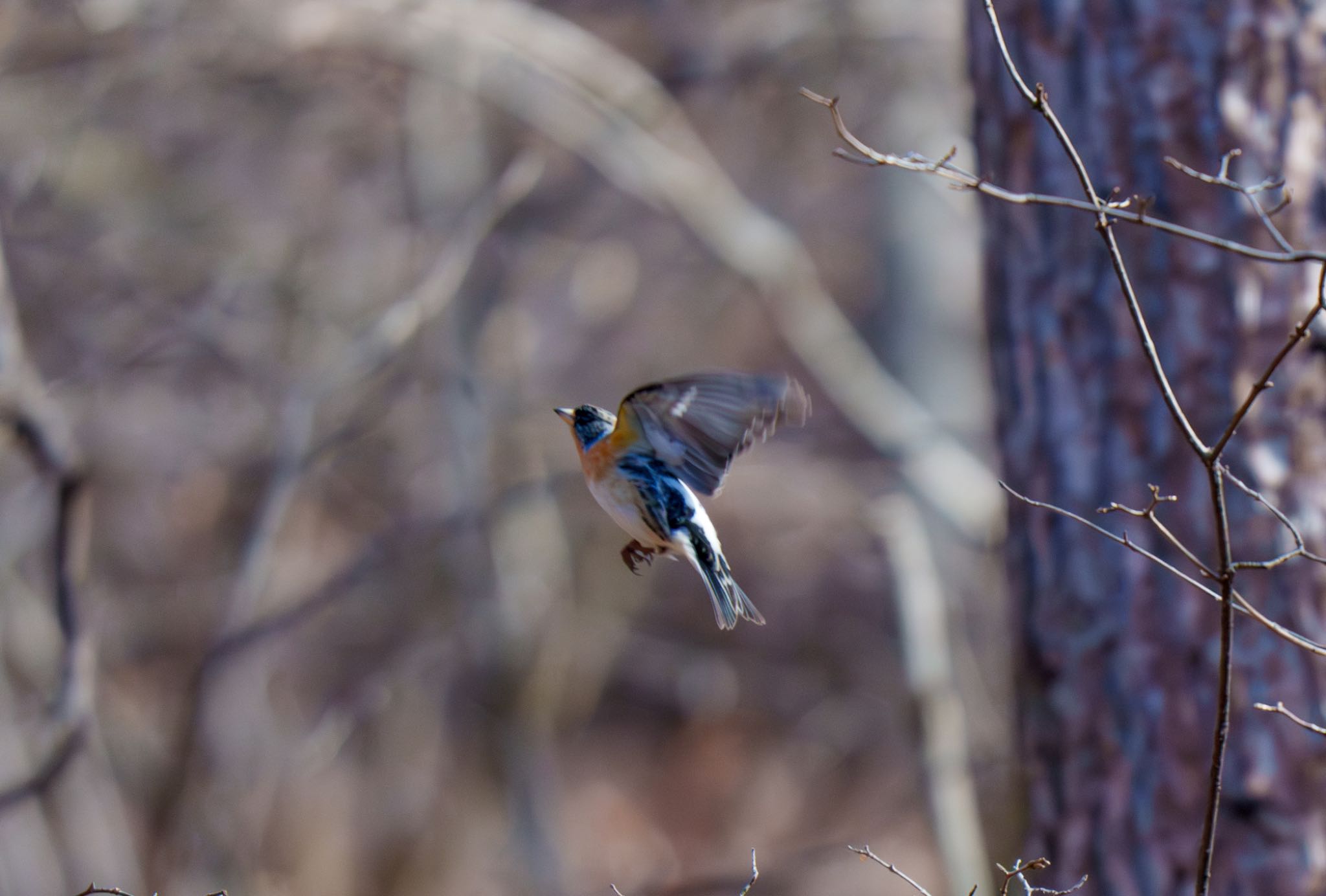 軽井沢野鳥の森 アトリの写真 by room335@bell.ocn.ne.jp