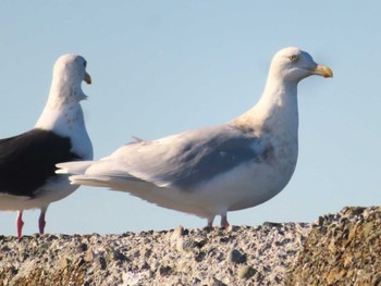 Glaucous Gull 鵡川河口 Sun, 1/28/2024