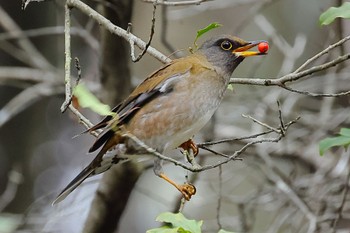 Pale Thrush 可児やすらぎの森 Wed, 1/31/2024