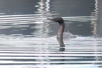 Pelagic Cormorant 清水港(静岡県) Thu, 2/1/2024