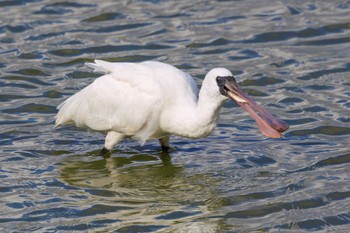 Black-faced Spoonbill 大池 Mon, 1/8/2024