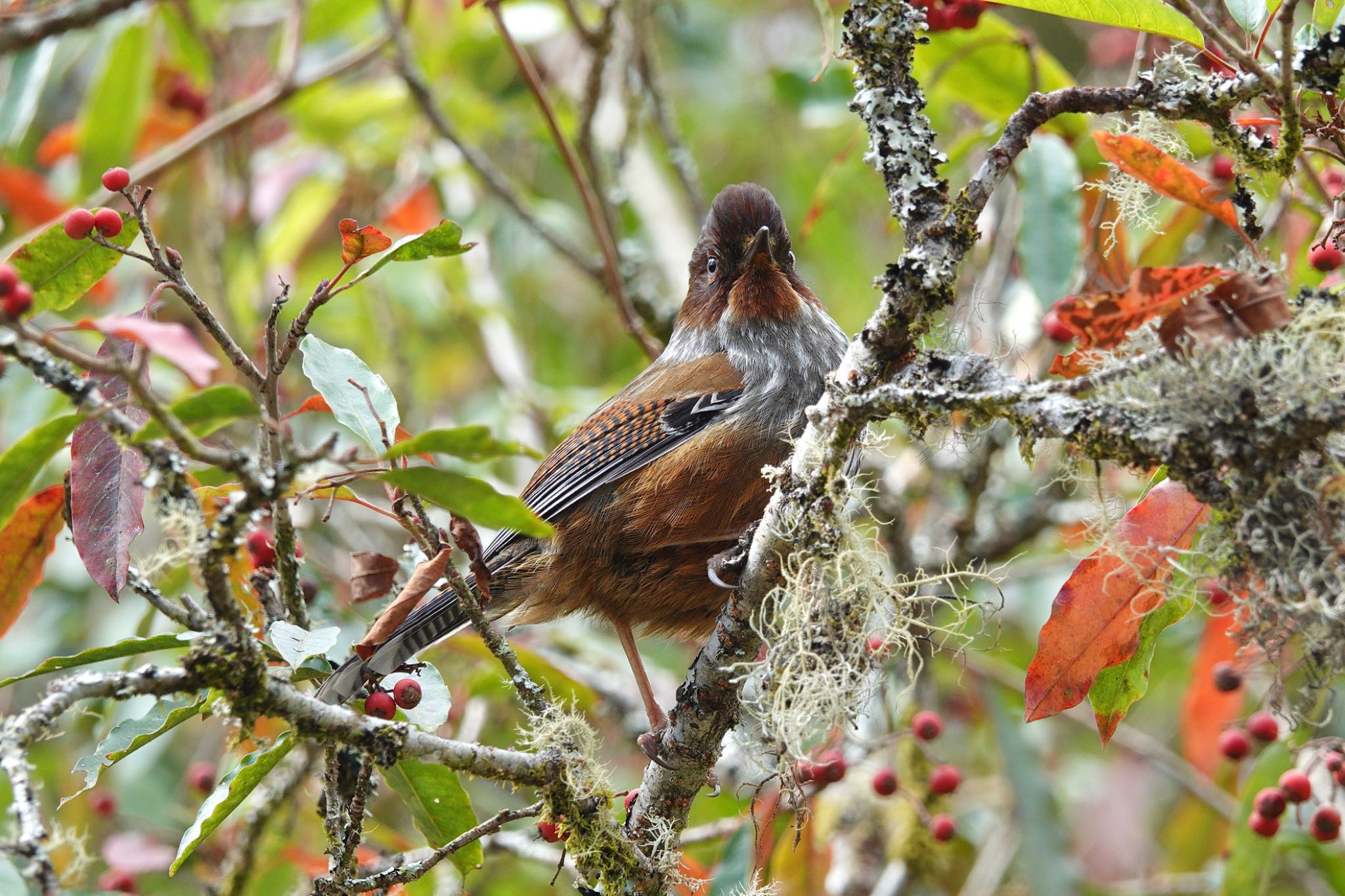 Photo of Taiwan Barwing at 阿里山国家森林遊楽区 by のどか