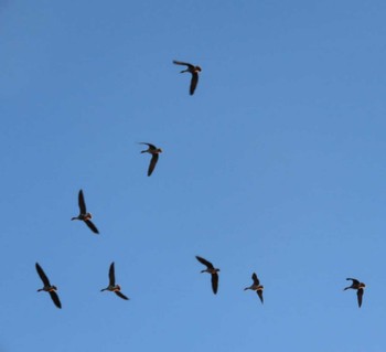 Greater White-fronted Goose Izunuma Sat, 11/25/2023