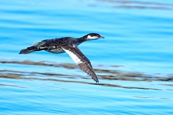 Horned Grebe 千葉県 Sat, 1/27/2024