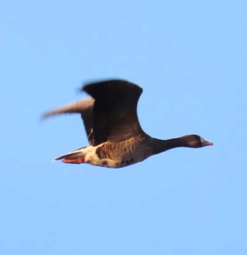 Greater White-fronted Goose Izunuma Sat, 11/25/2023