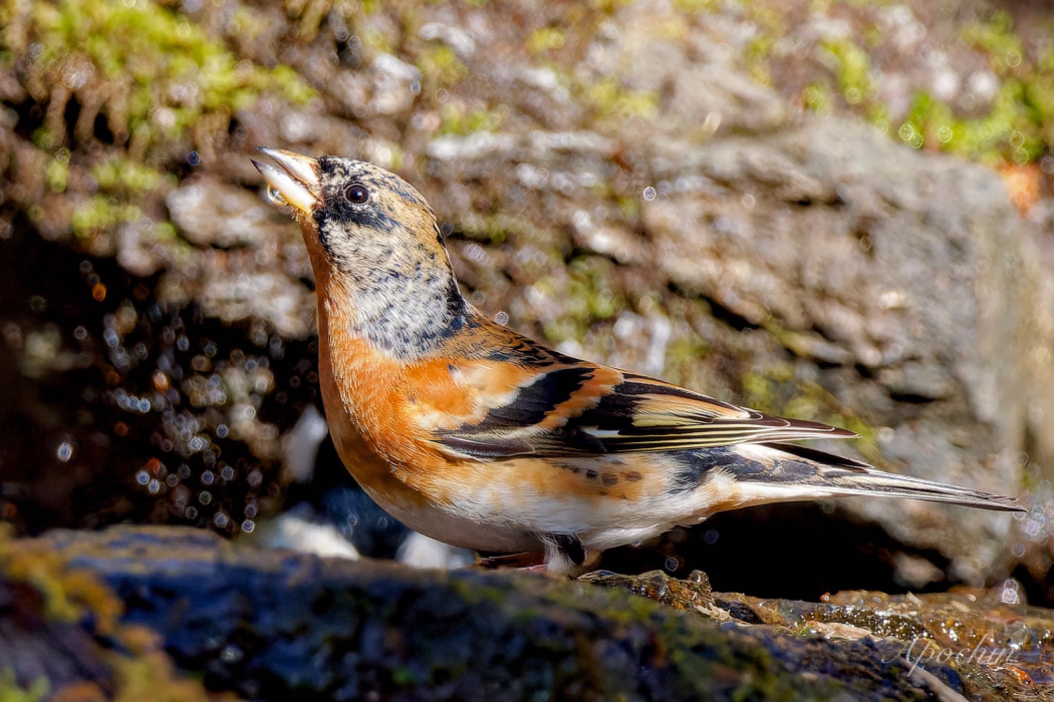 Brambling