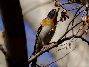 Brambling Mizumoto Park Thu, 2/1/2024