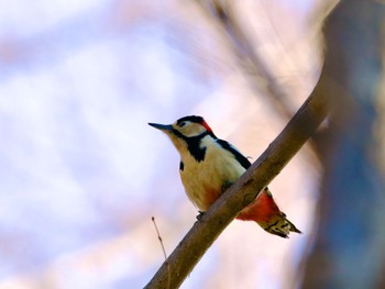 Great Spotted Woodpecker Mizumoto Park Thu, 2/1/2024