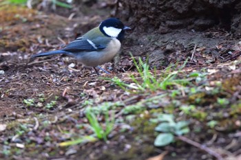 シジュウカラ 長浜公園 2024年1月30日(火)