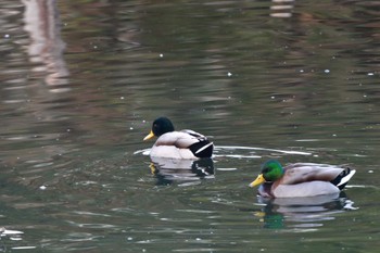 マガモ 長浜公園 2024年1月30日(火)