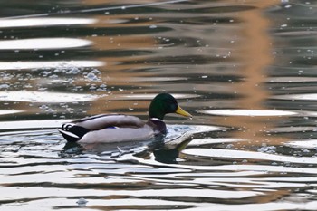 マガモ 長浜公園 2024年1月30日(火)