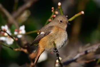 2024年1月30日(火) 長浜公園の野鳥観察記録