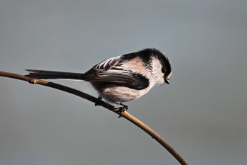 Long-tailed Tit 大室公園 Thu, 2/1/2024