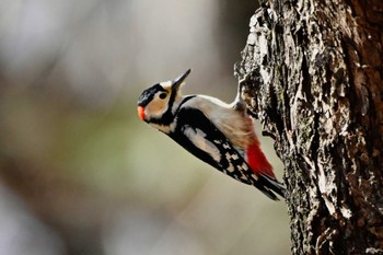 Great Spotted Woodpecker 大室公園 Thu, 2/1/2024