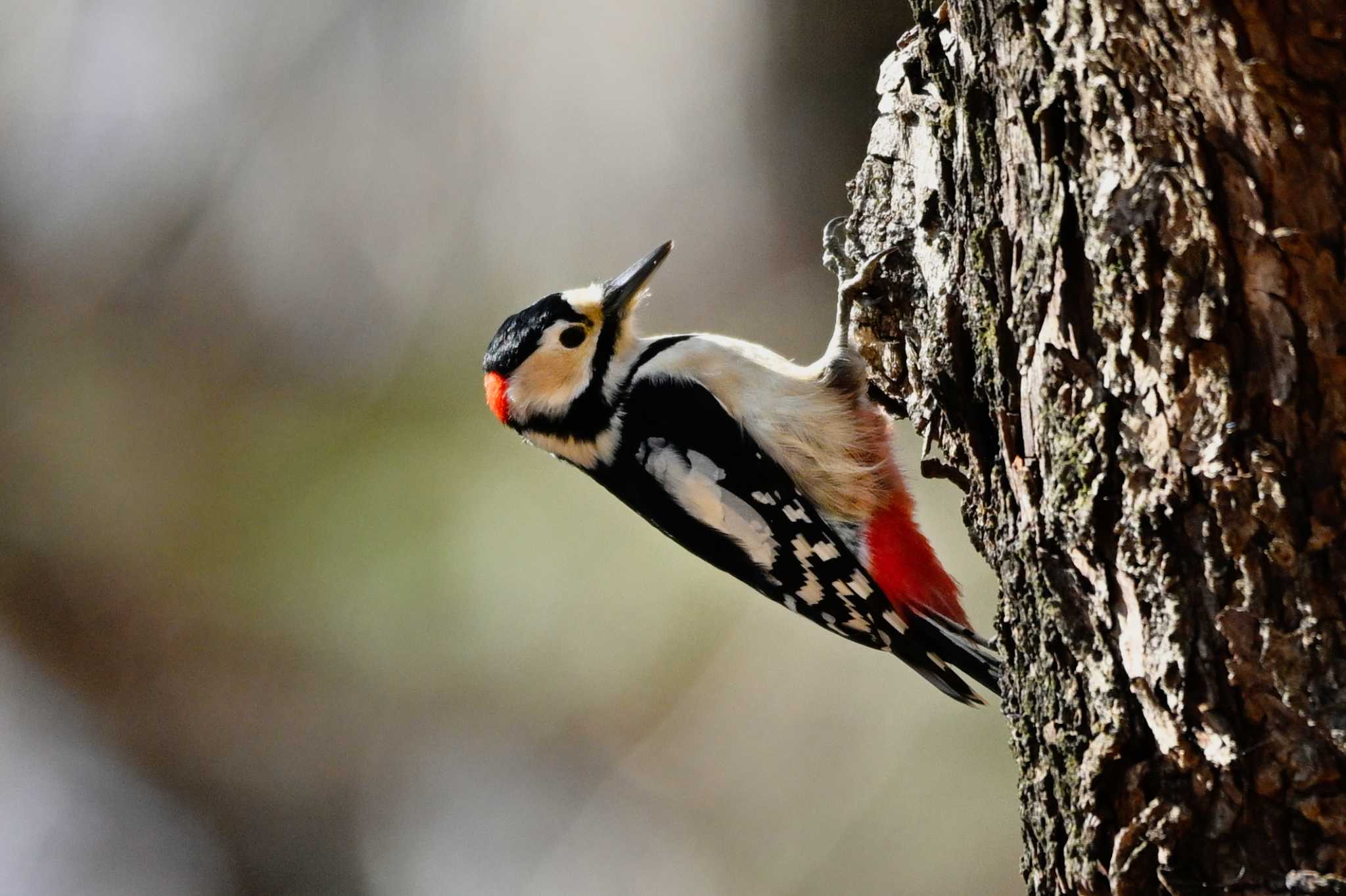 Great Spotted Woodpecker