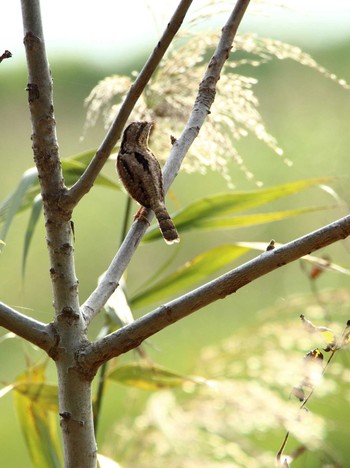 Eurasian Wryneck Akigase Park Fri, 11/16/2018