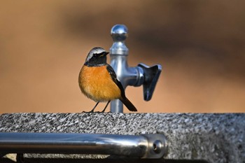 Daurian Redstart 大室公園 Thu, 2/1/2024