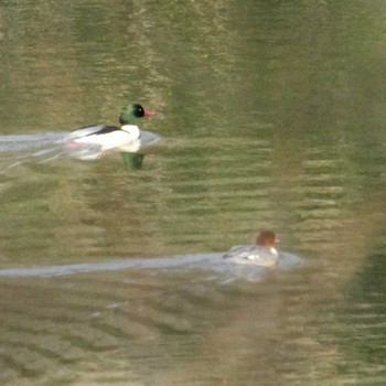 カワアイサ 仙台市・水の森公園 2024年1月31日(水)