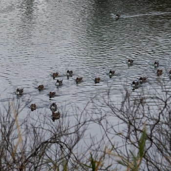 Northern Pintail 仙台市・水の森公園 Wed, 1/31/2024