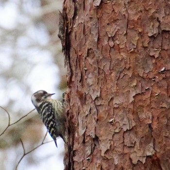 Japanese Pygmy Woodpecker 仙台市・水の森公園 Wed, 1/31/2024