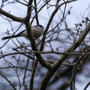 Long-tailed Tit 仙台市・水の森公園 Wed, 1/31/2024