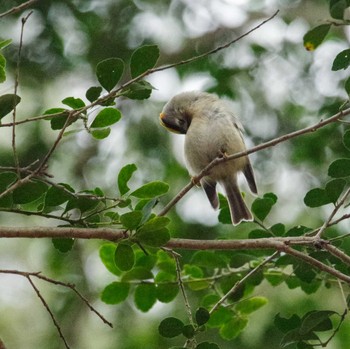 Goldcrest 仙台市・水の森公園 Wed, 1/31/2024