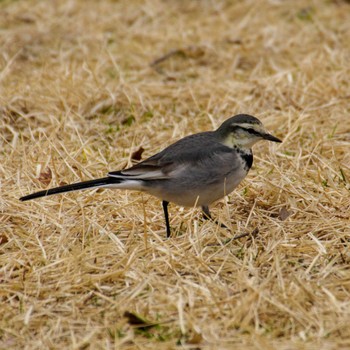 White Wagtail 仙台市・水の森公園 Wed, 1/31/2024