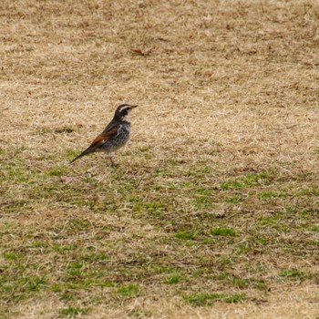 Dusky Thrush 仙台市・水の森公園 Wed, 1/31/2024