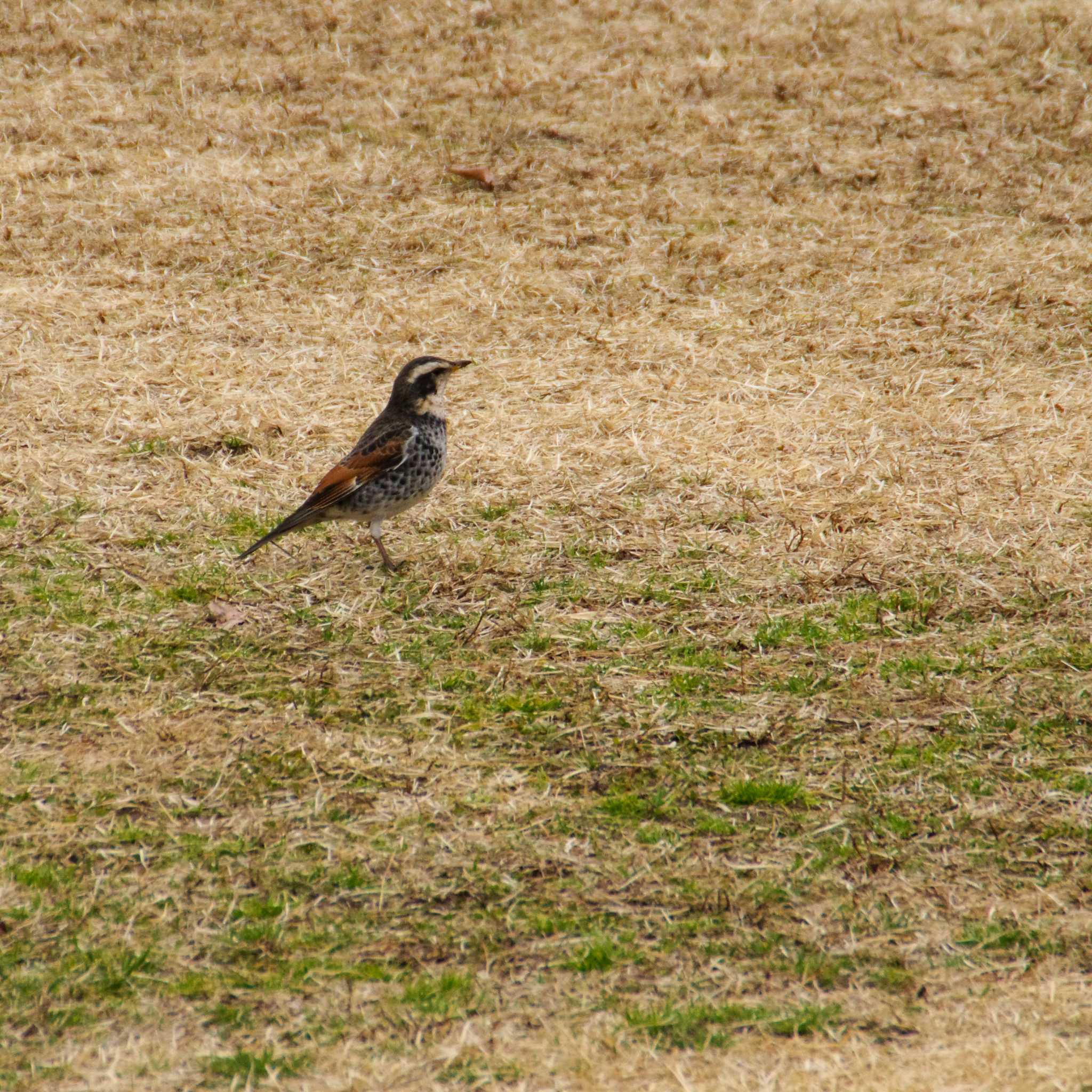 仙台市・水の森公園 ツグミの写真 by モズもず