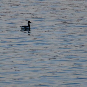 2024年1月31日(水) 南三陸しず川の野鳥観察記録