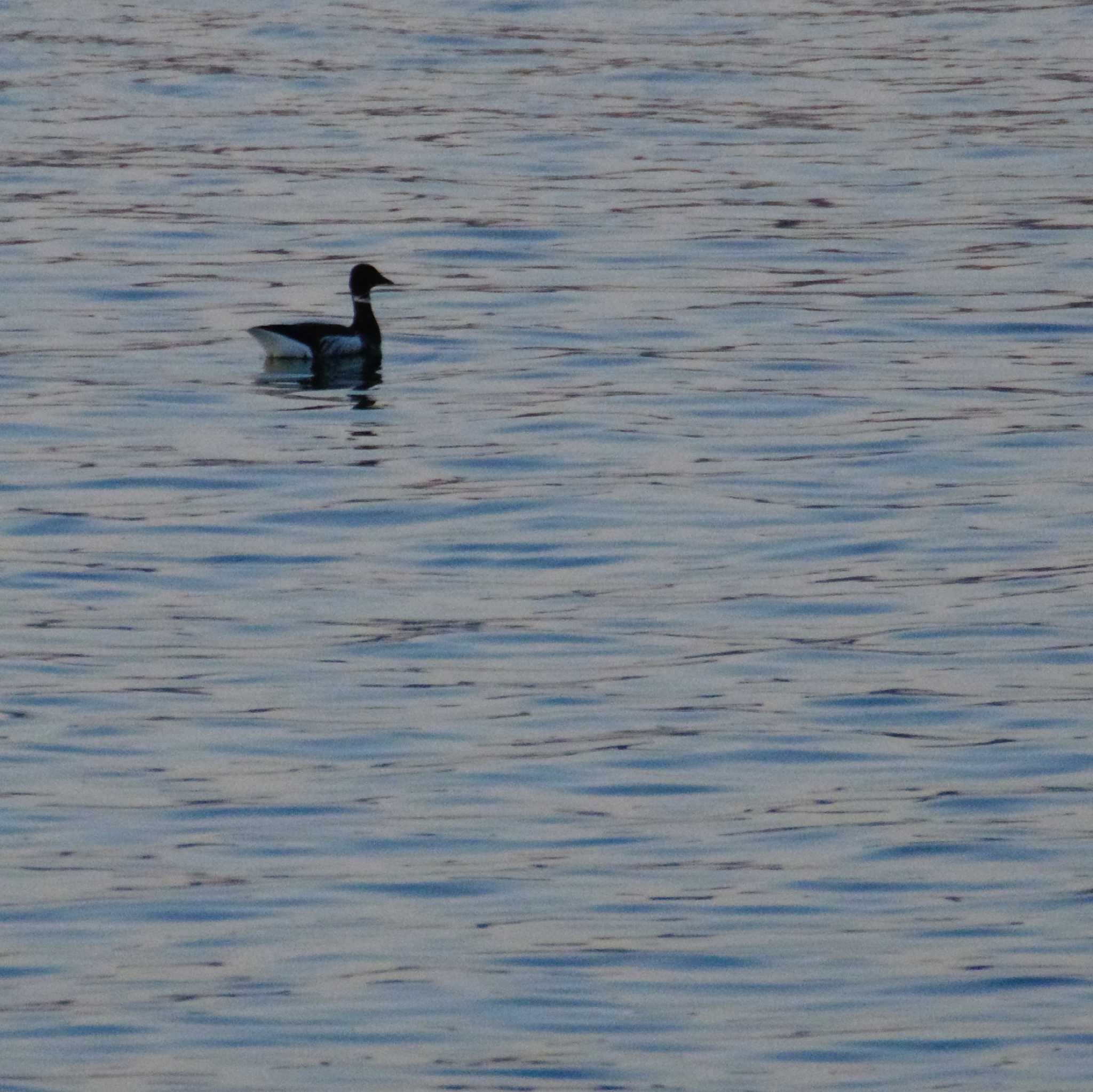 Brant Goose