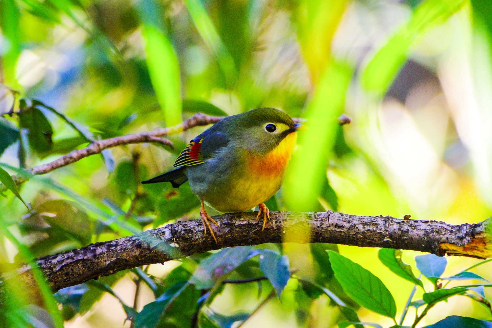 Photo of Red-billed Leiothrix at 厚木七沢森林公園 by BW11558