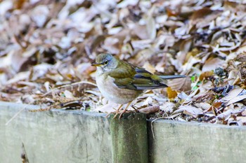 Pale Thrush 厚木七沢森林公園 Fri, 1/26/2024