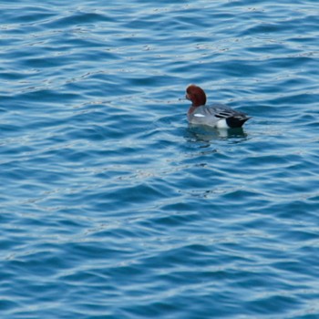 Eurasian Wigeon 南三陸しず川 Wed, 1/31/2024