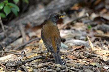 Wed, 4/4/2018 Birding report at 加木屋緑地