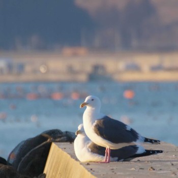 オオセグロカモメ 南三陸しず川 2024年1月31日(水)