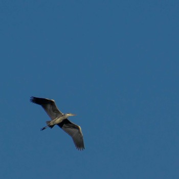 2024年2月1日(木) 南三陸しず川の野鳥観察記録