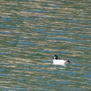 Common Goldeneye 南三陸しず川 Thu, 2/1/2024