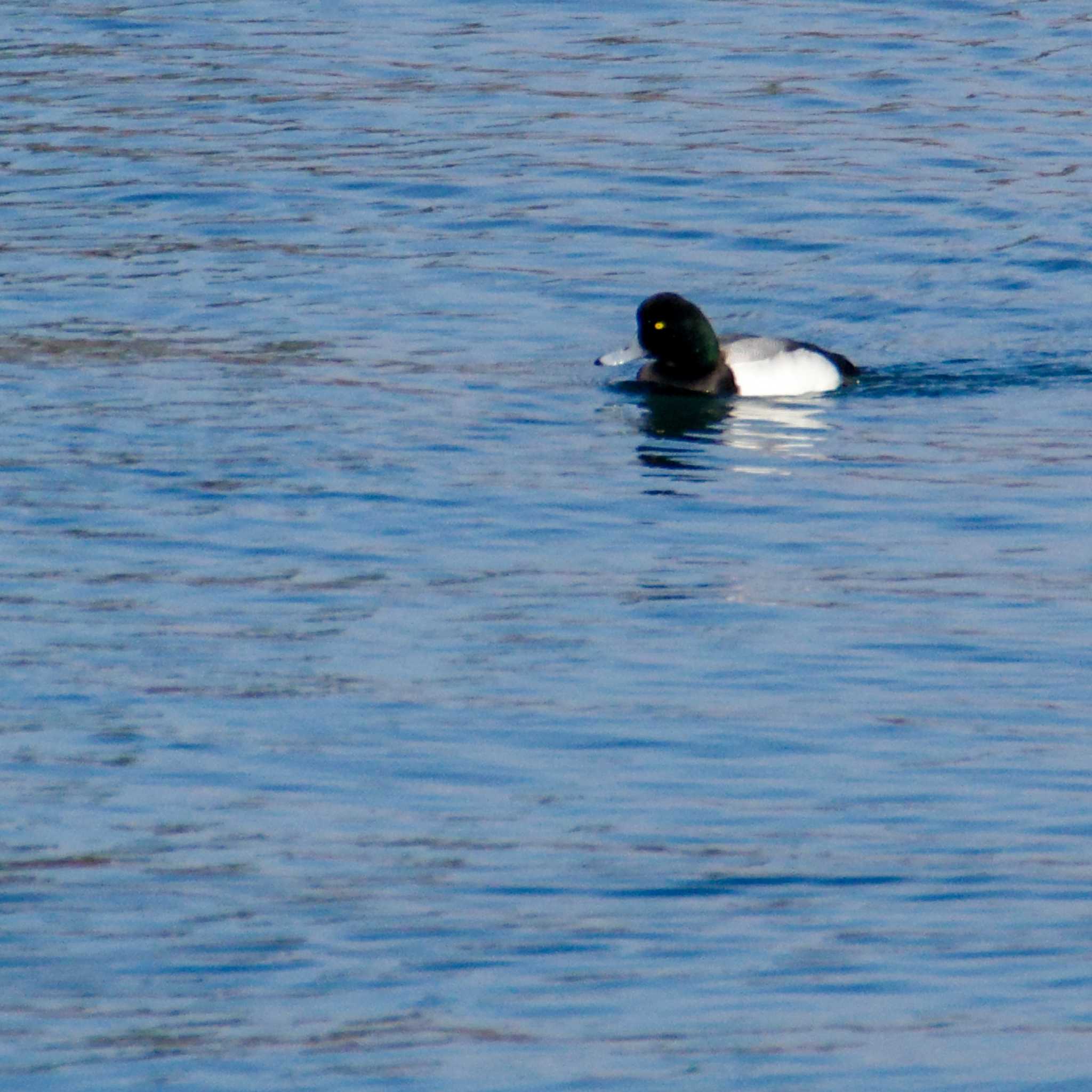 Greater Scaup