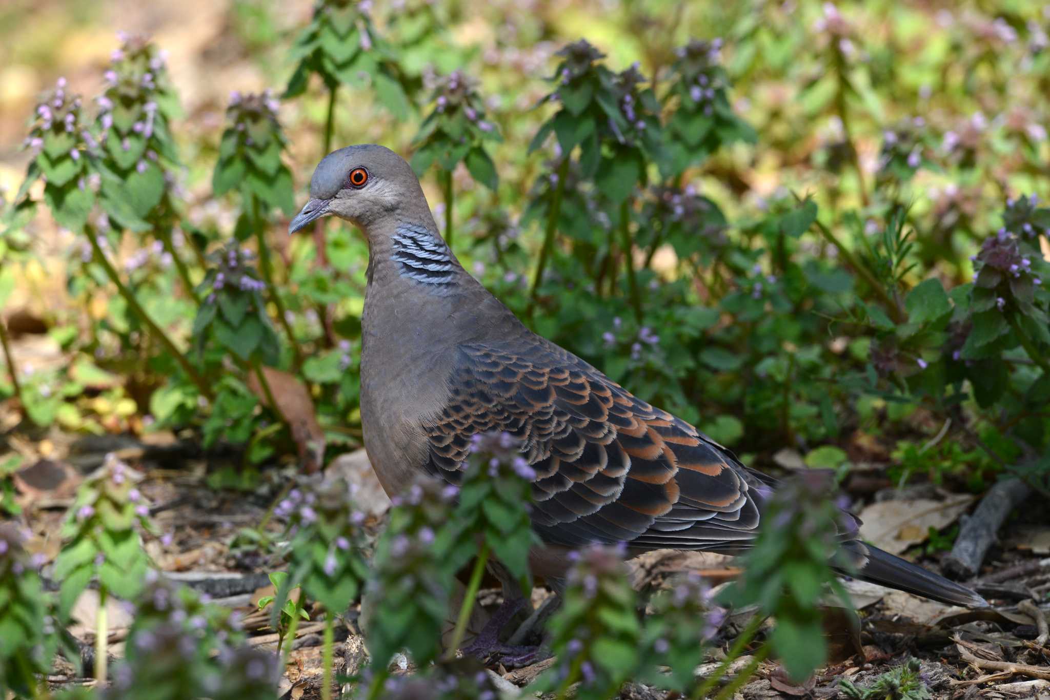 Oriental Turtle Dove